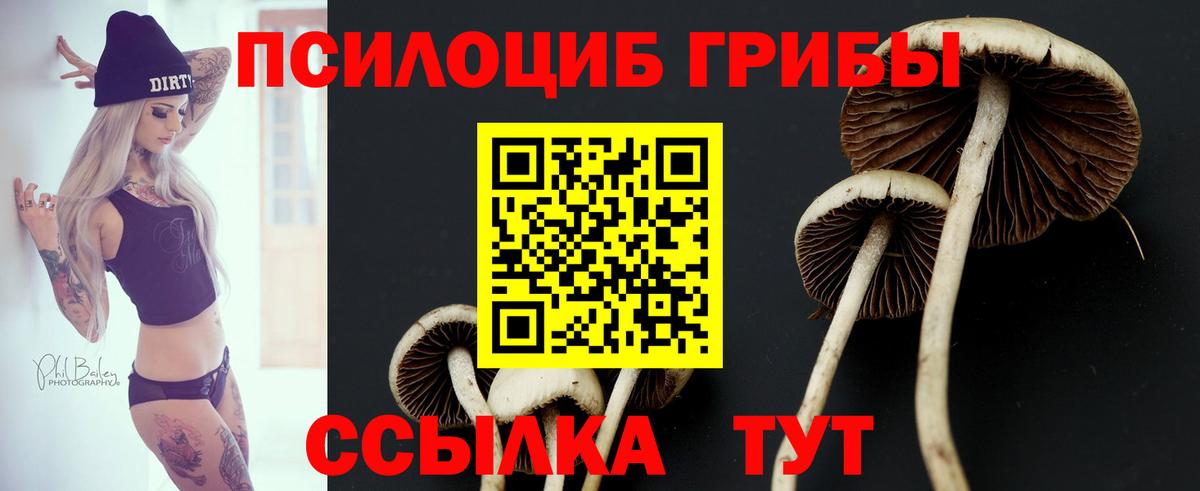 Псилоцибиновые грибы Cubensis Рославль